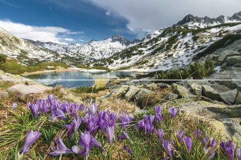 Плитка CROCUSES СТЕКЛЯННОЕ ПАННО (ИЗ 2 ШТ) 8 ММ