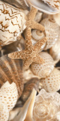 Плитка Golden Tile Sea Breeze Shells Бежевый Е1141 Декор 300х600