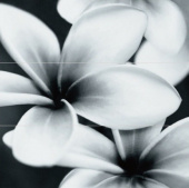 Плитка PRET-A-PORTER BLACK FLOWER COMPOSITION ПАННО (ИЗ 3ШТ)