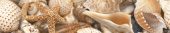 Плитка Golden Tile Sea Breeze Shells Бежевый Е1144 Фриз 300х60