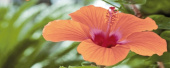 Плитка FLORA CENTRO ДЕКОР