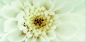 Плитка DIAGO INSERTO FLOWER B ДЕКОР