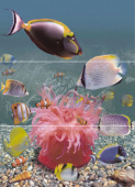 Плитка HIPNOTIC DECOR CARIBE-3 ДЕКОР