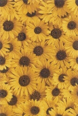 Плитка FIORI BROWN ДЕКОР