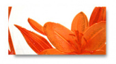 Плитка URBAN FENIX NARANJA ДЕКОР