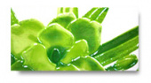 Плитка URBAN FENIX VERDE ДЕКОР