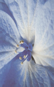 Плитка ACAPULCO BLUE KWIAT ДЕКОР