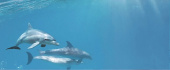 Плитка DOLFIN 1 CENTRO ДЕКОР