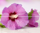 Плитка ARCO HIBISKUS ПАННО ИЗ 2 ШТ