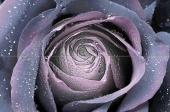 Плитка FLORA 6 ФІОЛЕТ (2 ШТ. В КОМПЛ.) ПАННО
