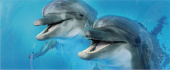 Плитка DOLFIN 2 CENTRO ДЕКОР
