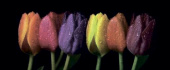 Плитка RAINBOW TULIPS ДЕКОР