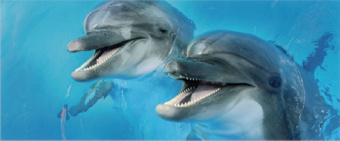 Плитка DOLFIN 2 CENTRO ДЕКОР