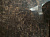 Плитка Lucky Tile Emperador Dark Пол 800х800